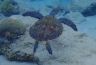 25 grüne Meeresschildkröte.jpg